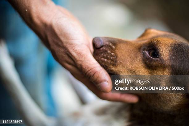 friend dog - cachorro perro ストックフォトと画像