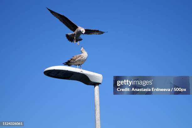 seagull's life - voar stock pictures, royalty-free photos & images