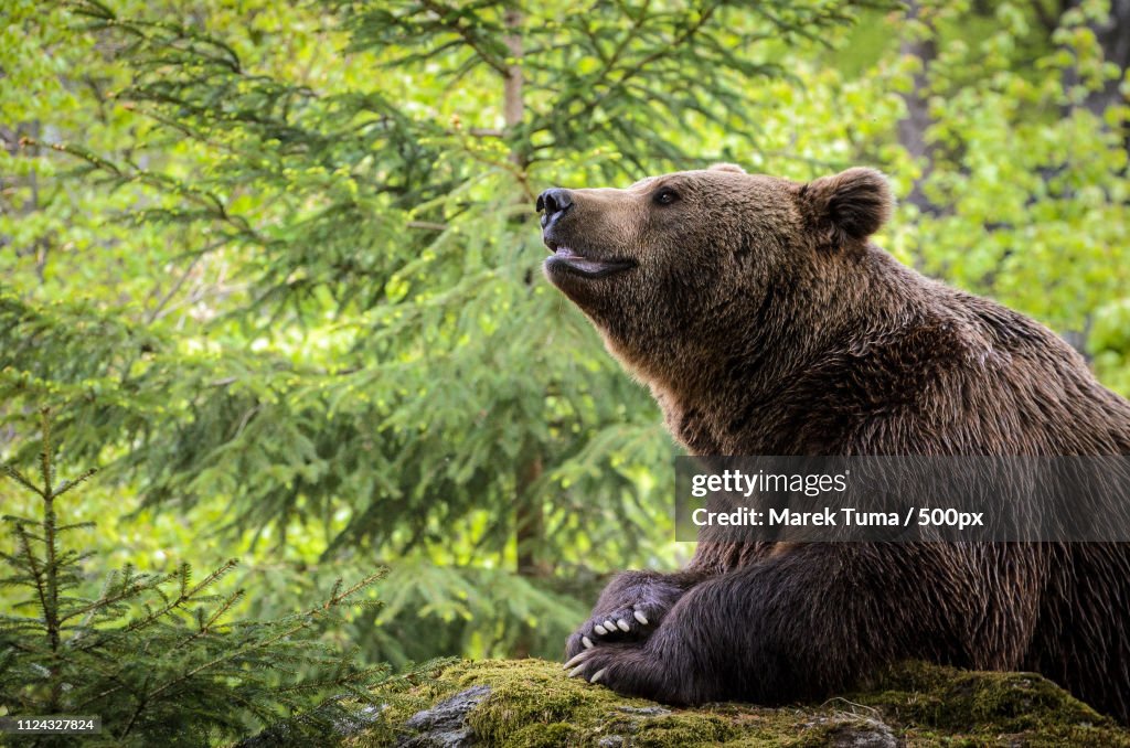 Brown Bear