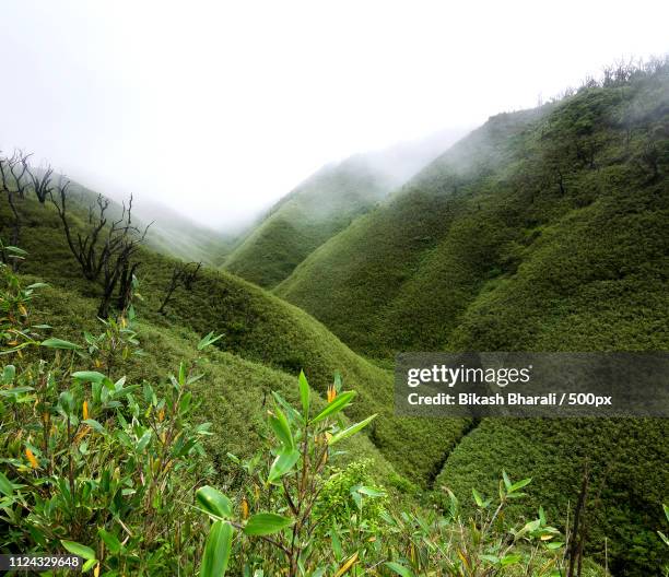 evergreen - nagaland photos et images de collection