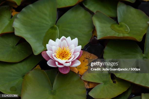 waterlily - ninfea stockfoto's en -beelden