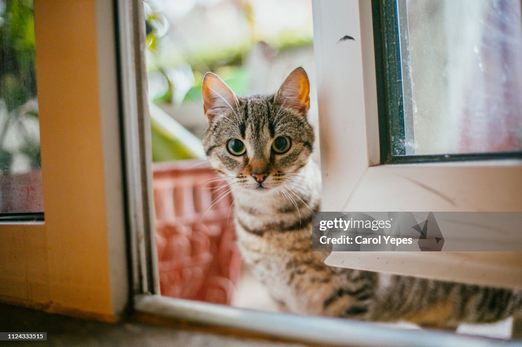 Domestic cat portrait