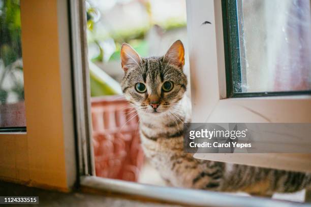 domestic cat portrait - short brown hair stock pictures, royalty-free photos & images