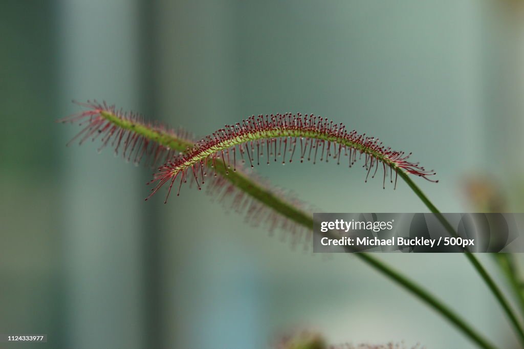 Close up of cape sundew (Drosera capensis)