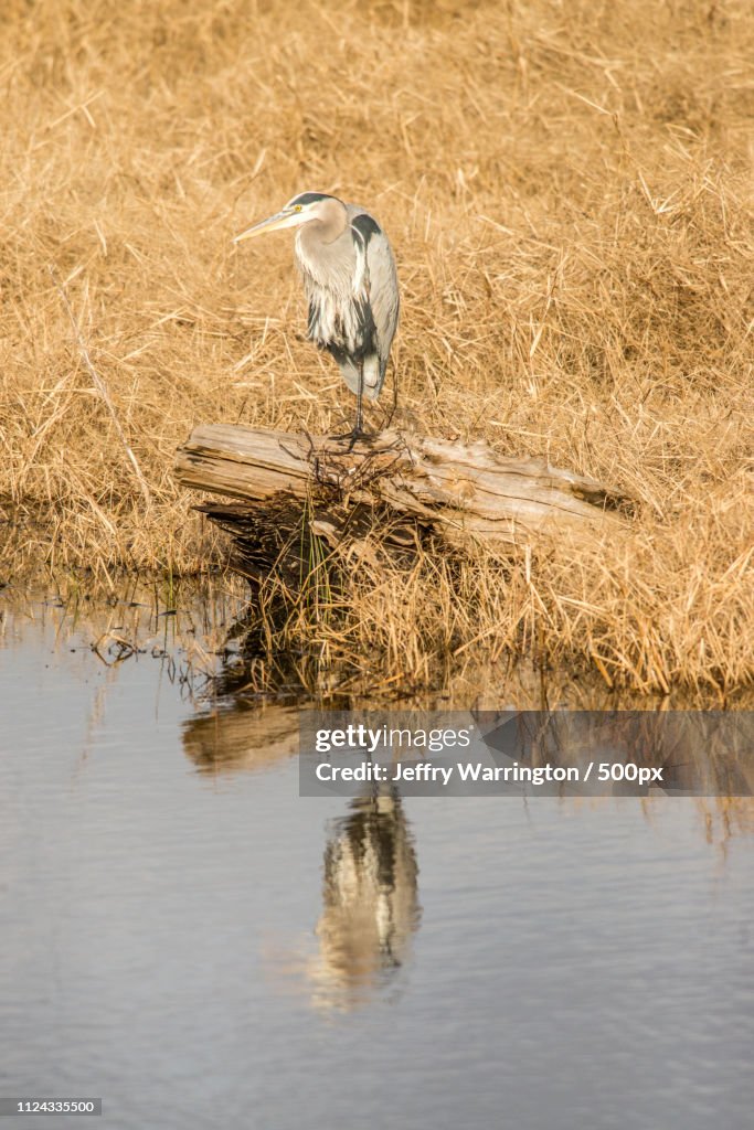 Heron standing on grass in front of pond