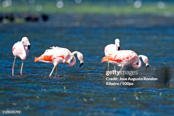 Chilean Flamingo High-Res Stock Photo