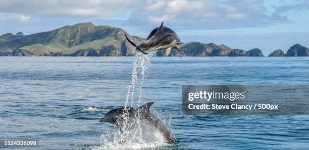 flying high - bay of islands new zealand stock pictures, royalty-free photos & images