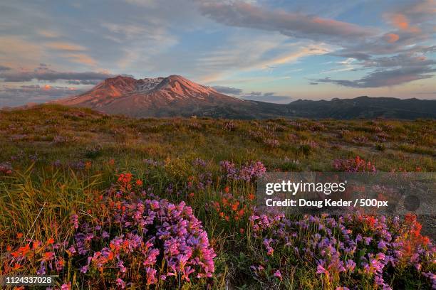 alpenglow on mount st helens - mount st helens stock-fotos und bilder