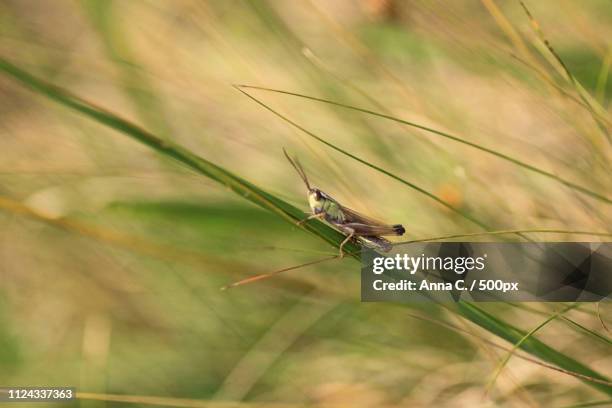 the grasshopper - maputaland fotografías e imágenes de stock