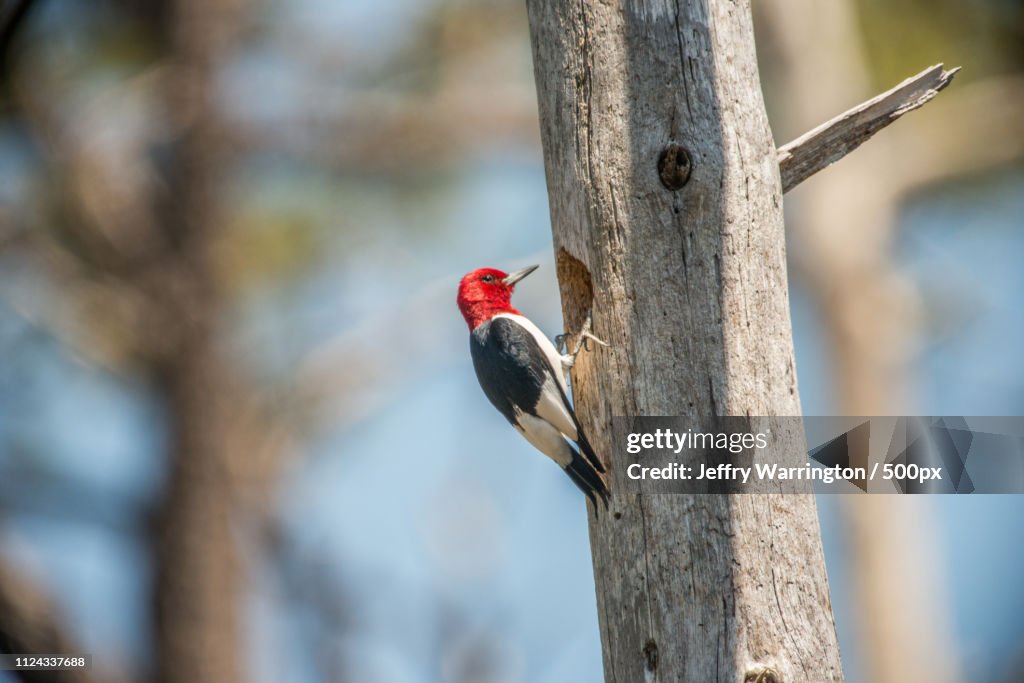Red Headed Woodpecker(Melanerpes Erthrocephalus)