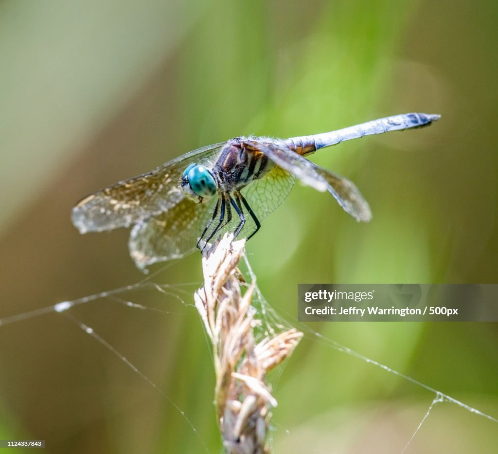 Close-up of perching dragonfly