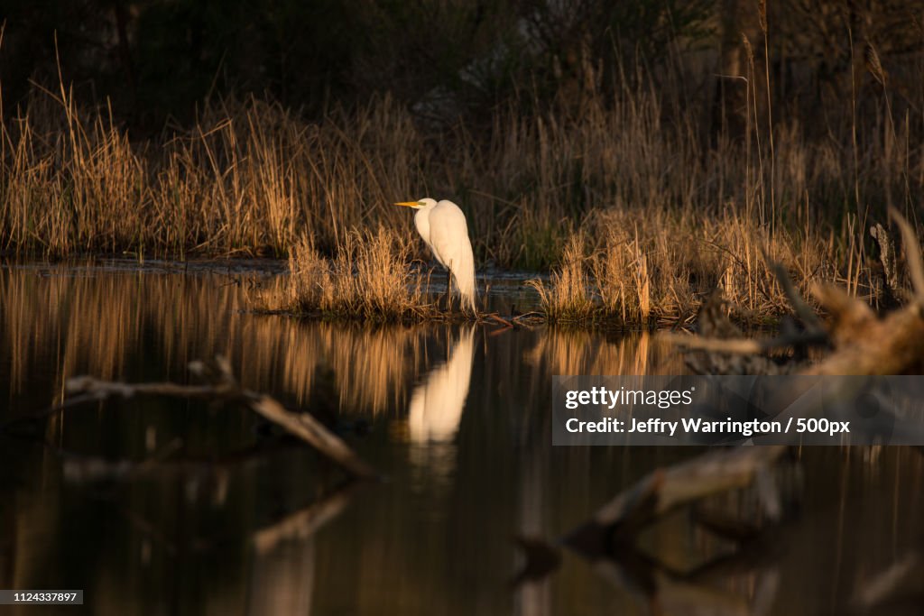 Great White Egret