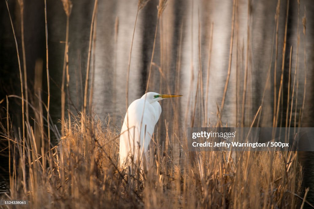 Great White Egret