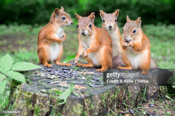 squirrels family - bialowieza forest stock-fotos und bilder