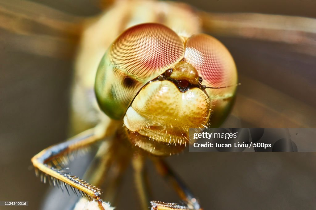 Eyes Of Dragonfly 4
