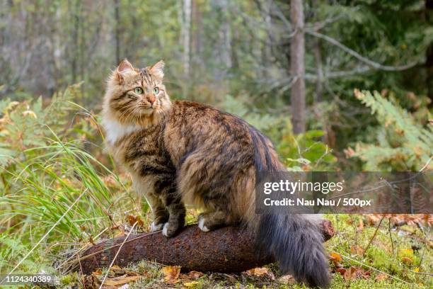 aftermath of war - look back - forest cat stock pictures, royalty-free photos & images