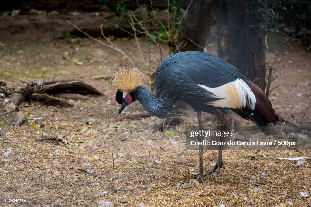Africa Royal Crane