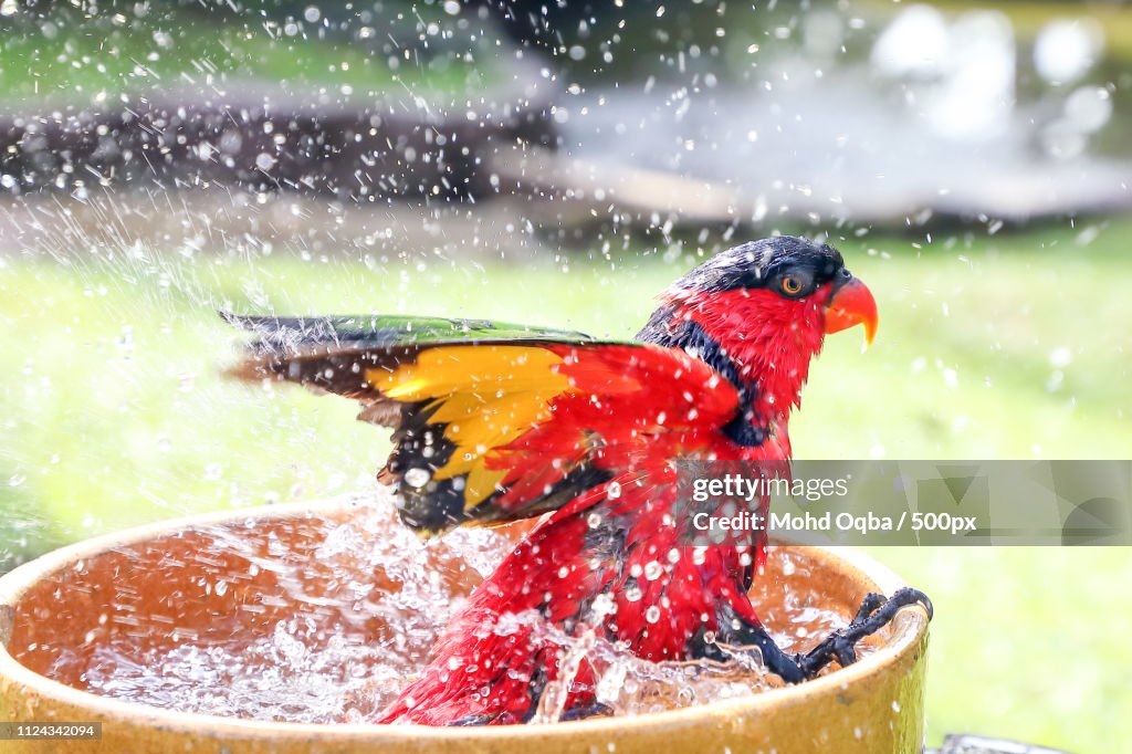 Red Black Colorful Parrot Parakeet