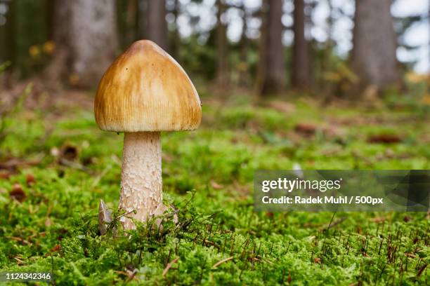 amanita umbrinolutea in the natural environment. - coast live oak stock pictures, royalty-free photos & images