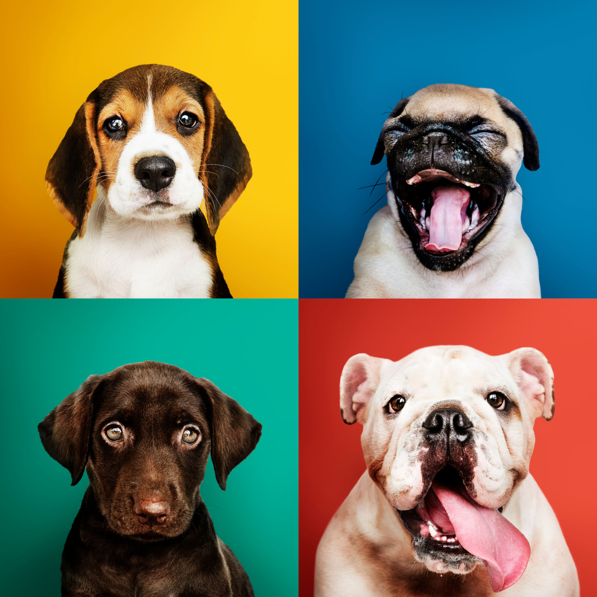 pop art pets