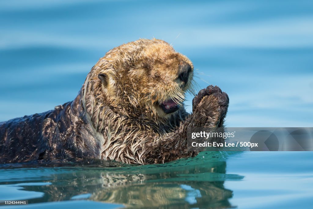 Sea Otter Pray
