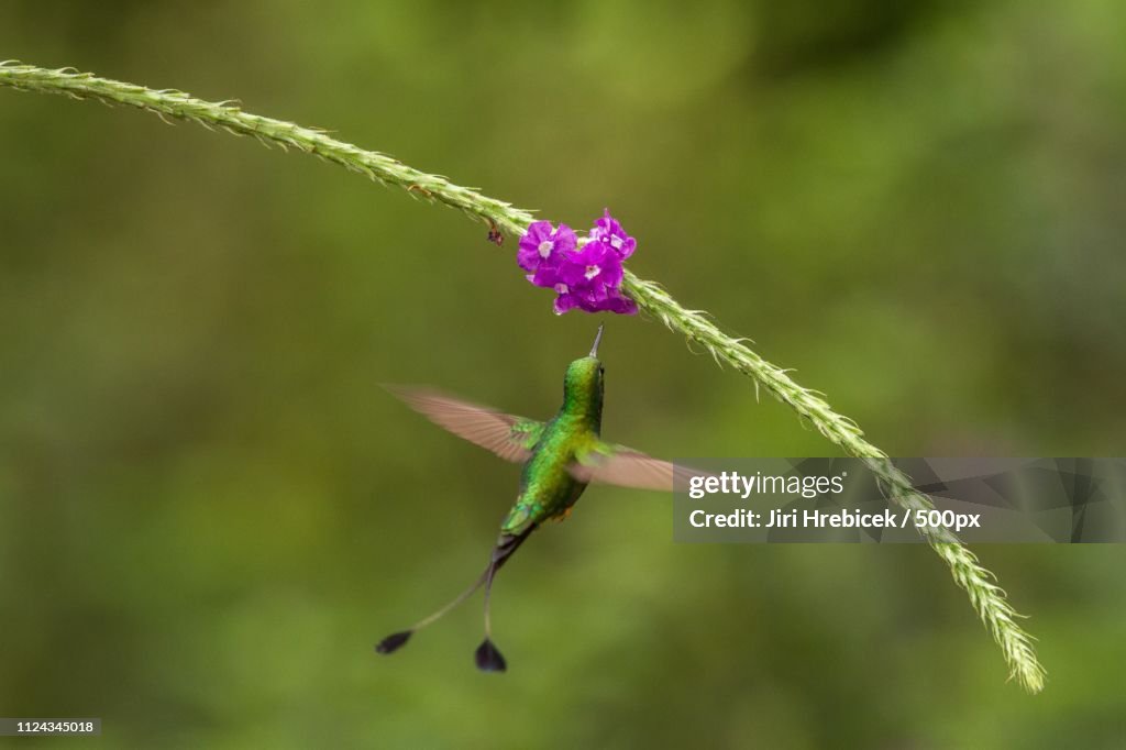 Booted Racket-Tail