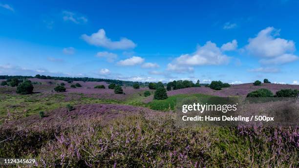 veluwe paarse hei - in bloei stock pictures, royalty-free photos & images