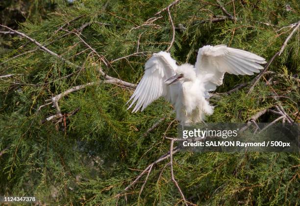 young egret - ruscello stock pictures, royalty-free photos & images