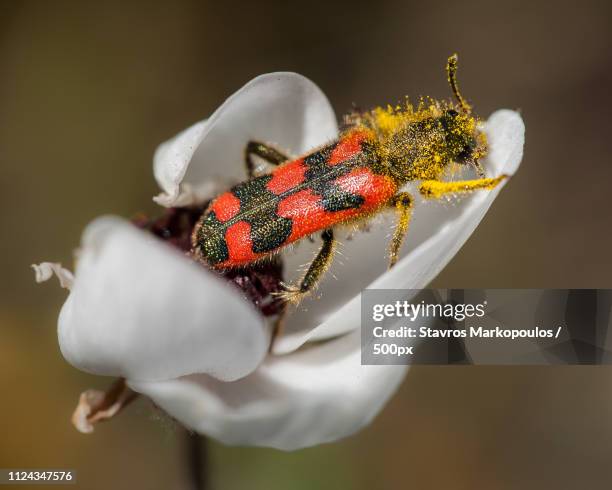 checkered beetle on persian buttercup - pollen beetle stock pictures, royalty-free photos & images