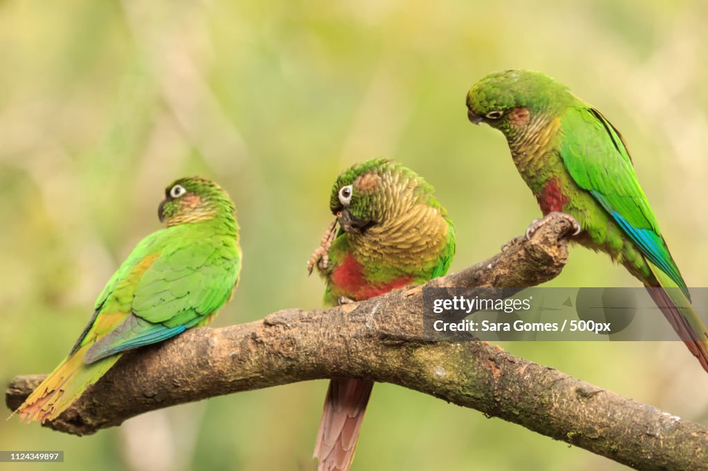 Maroon-Bellied Parakeet
