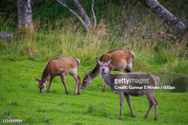 grazing deer - edelhert stockfoto's en -beelden