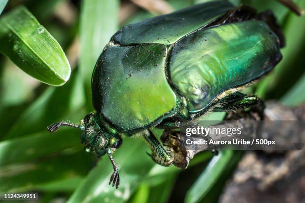 Mayate Fotografías e imágenes de stock - Getty Images