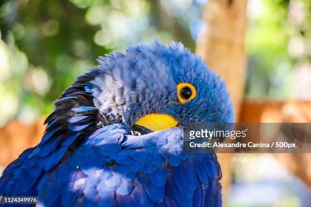 a shy blue macaw - ca nina stock pictures, royalty-free photos & images