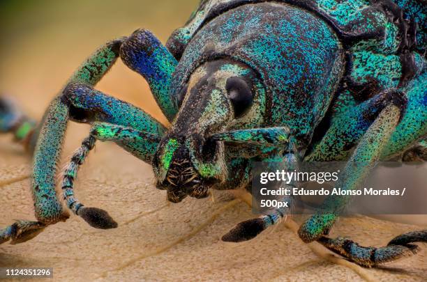 picudo azul (eupholus schoenherri) - eden project stock pictures, royalty-free photos & images