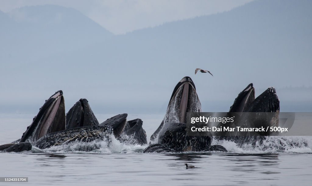 Into The Mouth Of Bubble Net Feeding Humpback Whal