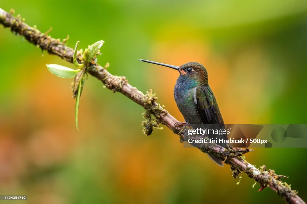 White-Tailed Hillstar