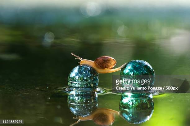 snail marble macro water reflection - pond snail stock pictures, royalty-free photos & images
