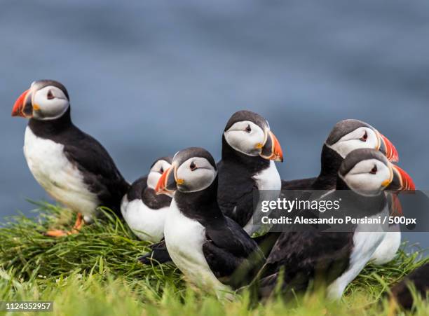 606 Mykines Island Stock Photos High Res Pictures And Images Getty 606-mykines-island-stock-photos-high-res-pictures-and-images-getty
