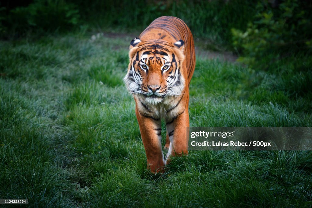 Tiger With Dangerous Look Walking In Grass