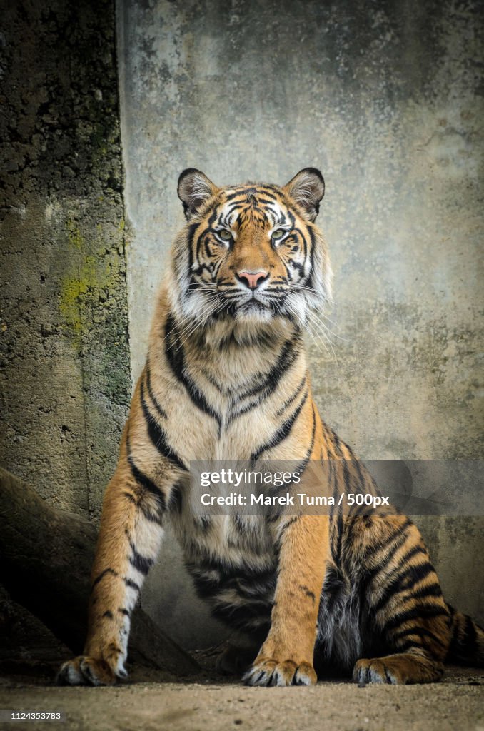 Sumatran Tiger