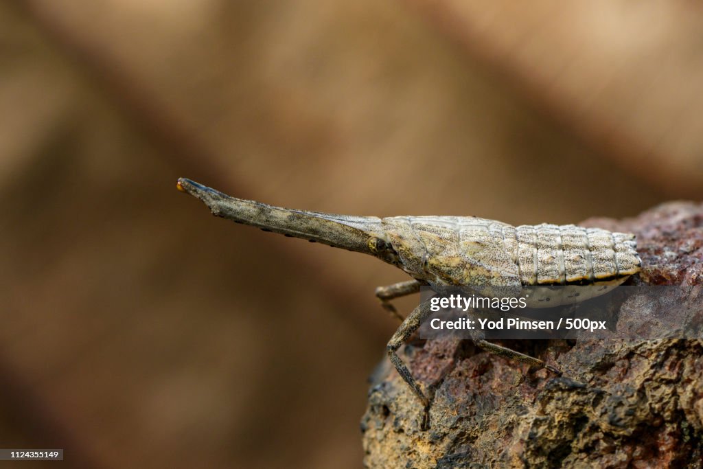 Image Of Lantern Bug Or Zanna Nobilis Nymph On The Branches On A