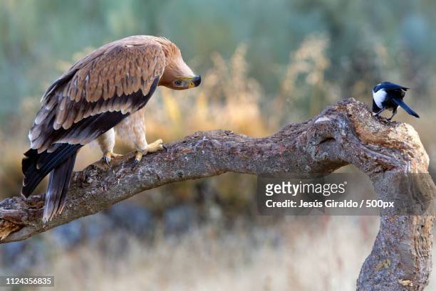 spanish imperial eagle. aquila adalberti - aguila imperial bildbanksfoton och bilder