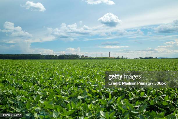 Vegetable Rappe Rape Vegetable Photos and Premium High Res Pictures - Getty Images