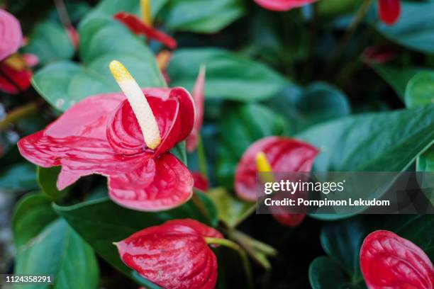 flamingo flower in the garden - flamingo lily stock pictures, royalty-free photos & images