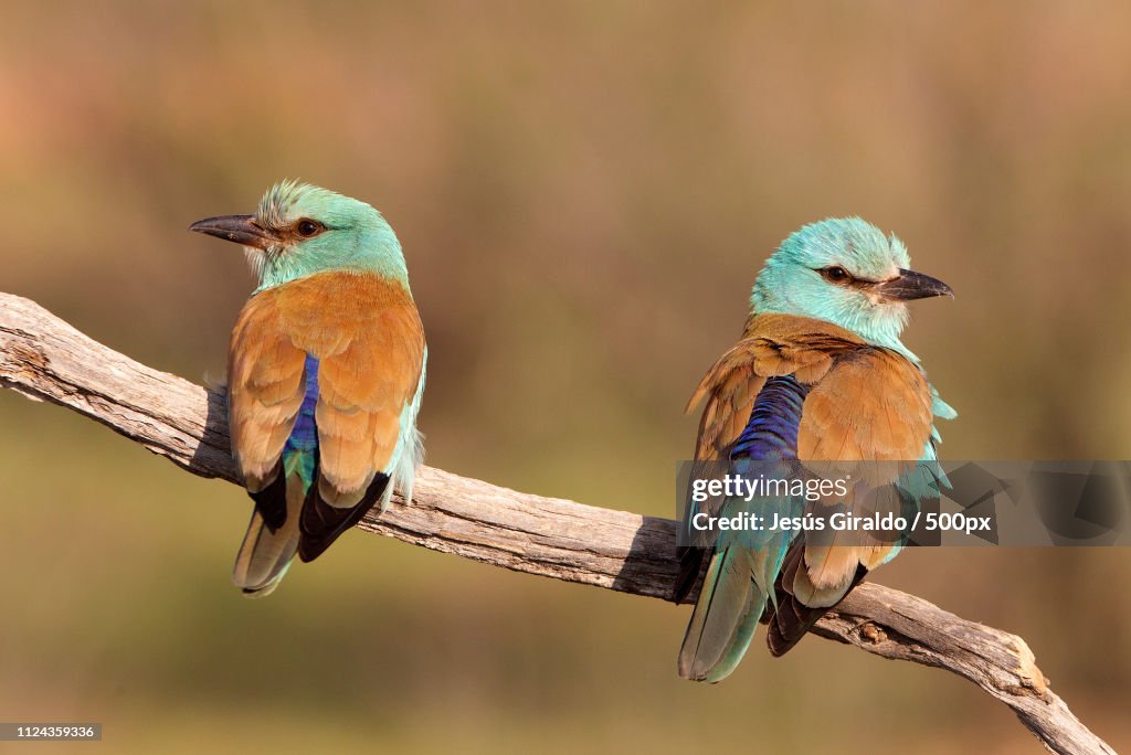 Coracias Garrulus. European Roller