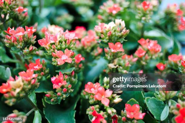 Caloche 540 Kalanchoe Flower Stock Photos, High-Res Pictures, and Images ...