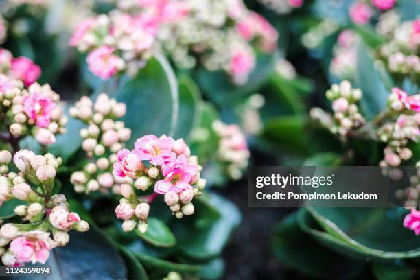 pink kalanchoe flower in the garden - kalanchoe stock pictures, royalty-free photos & images