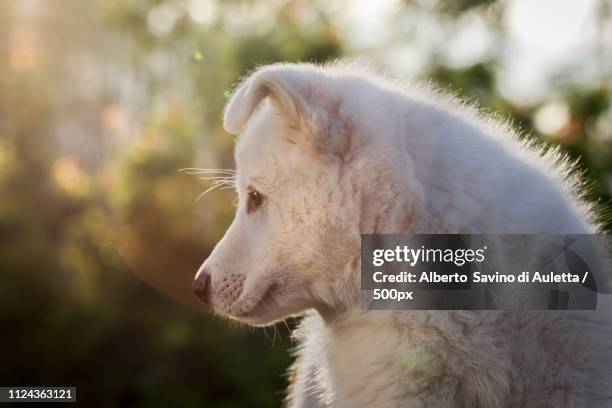 cucciolo in osservazione - cucciolo di animale stockfoto's en -beelden