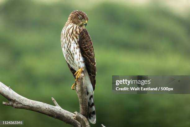 coopers hawk looking for vole' - coopers hawk stock pictures, royalty-free photos & images