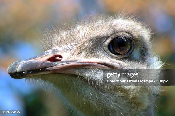 ostrich - avestruz stock pictures, royalty-free photos & images